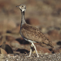 Rüppell's Bustard